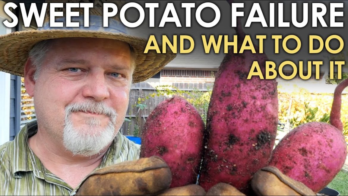 My Sweet Potato FAILURE and What to DO BETTER || Black Gumbo