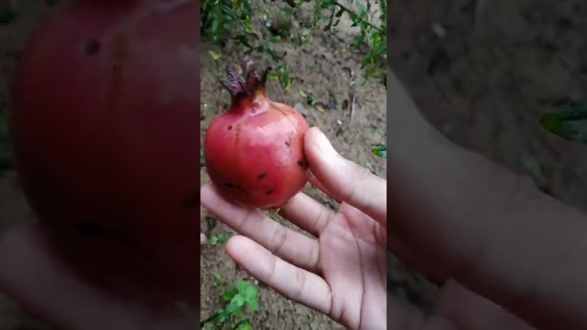 சிவப்பு மாதுளை பறிச்சி சாப்பிடலாமா😋 Pomegranate picking from my garden Gardening Tips Tamil #shorts