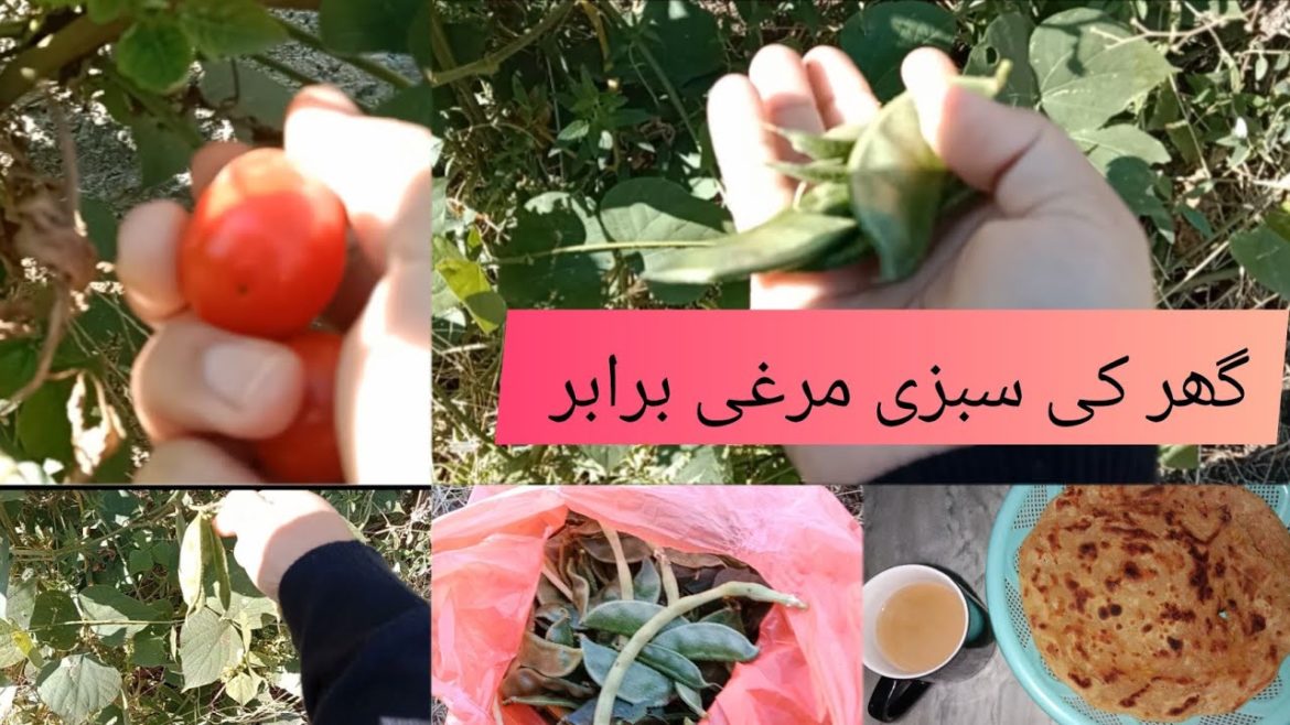 Visit to My Mini Garden | Vegetable Garden Tour | Ghar ki sabzi by Zainab's Dastarkhawan.