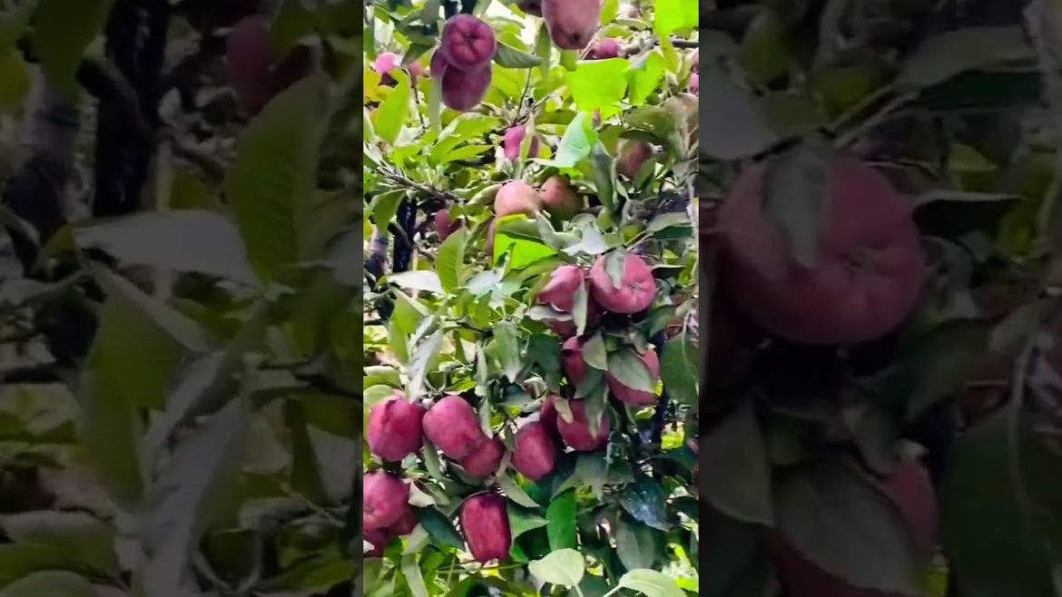Apple Garden in Rackcham | Himachal Pradesh | Apple Orchard | Gardenscapes WithKusum #apple #shorts