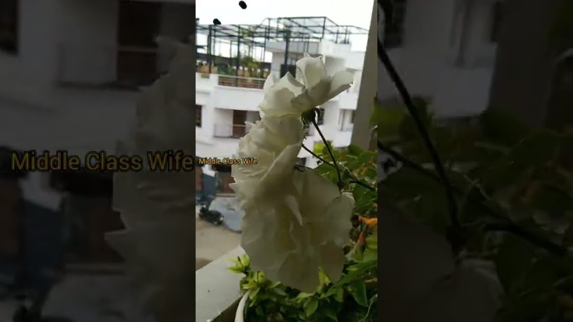 rose care tips/ ரோஜா செடியில்  நிறைய மொட்டு எடுக்க டிப்ஸ்/#gardenvideos#gardentips#roja#plants#tips