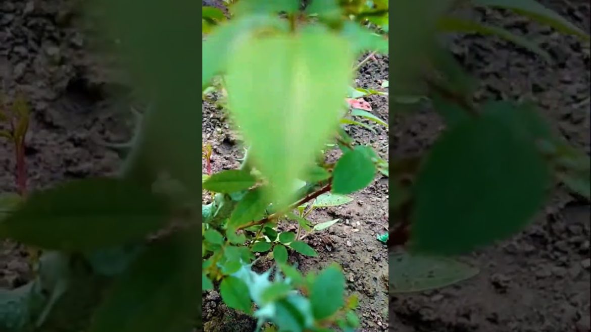 Grow tips for Maximum Rose 🌹#shorts