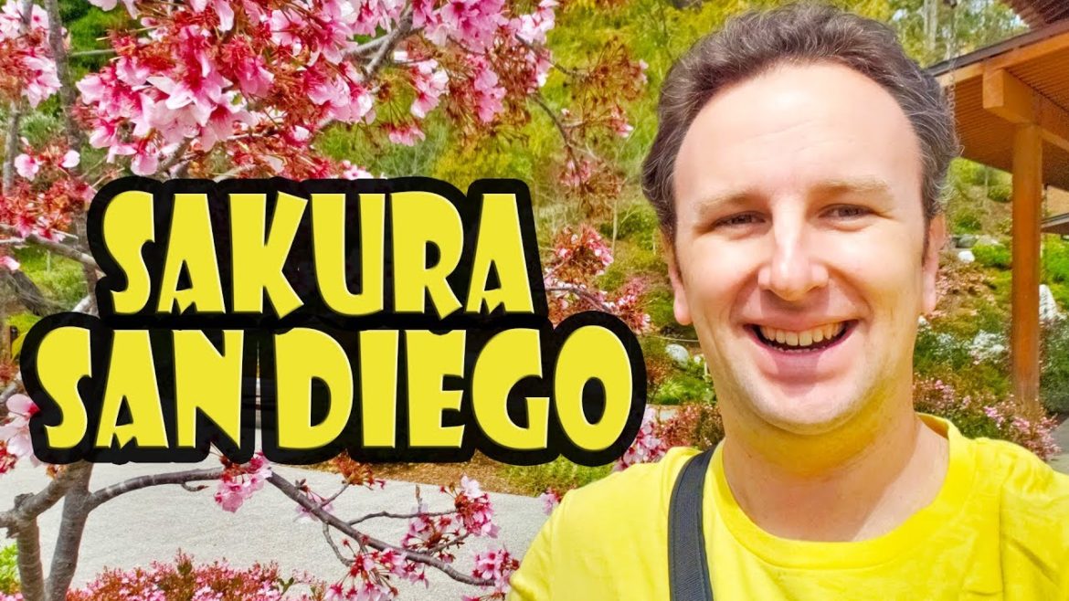 Cherry Blossoms in San Diego at Balboa Park's Japanese Garden Cherry Blossoms in San Diego at Balboa Park's Japanese Garden