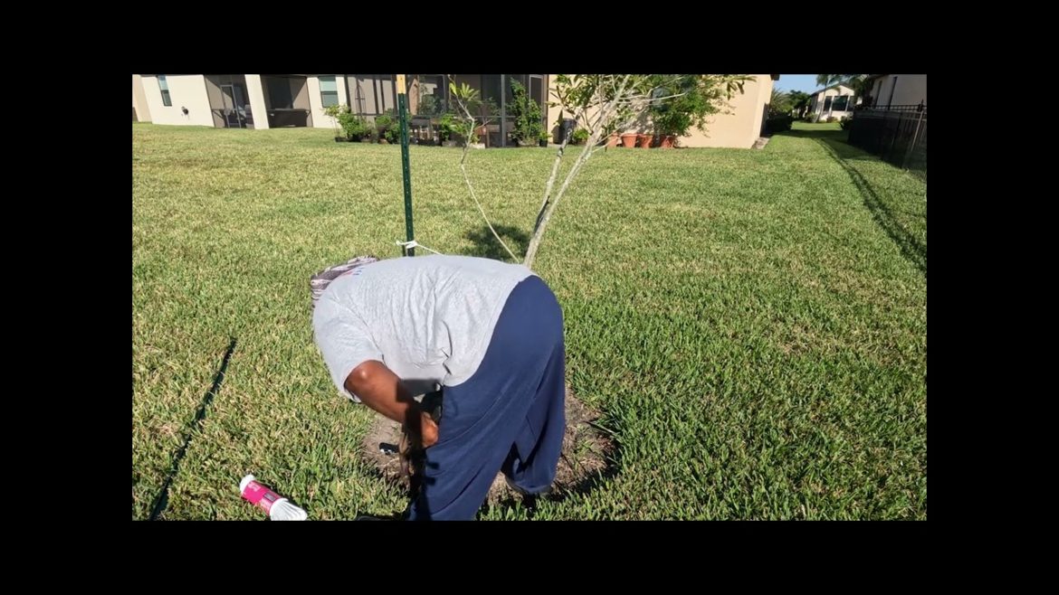 Re-Staking My Oak Tree After Being Blown Over In Hurricane Ian Re-Staking My Oak Tree After Being Blown Over In Hurricane Ian