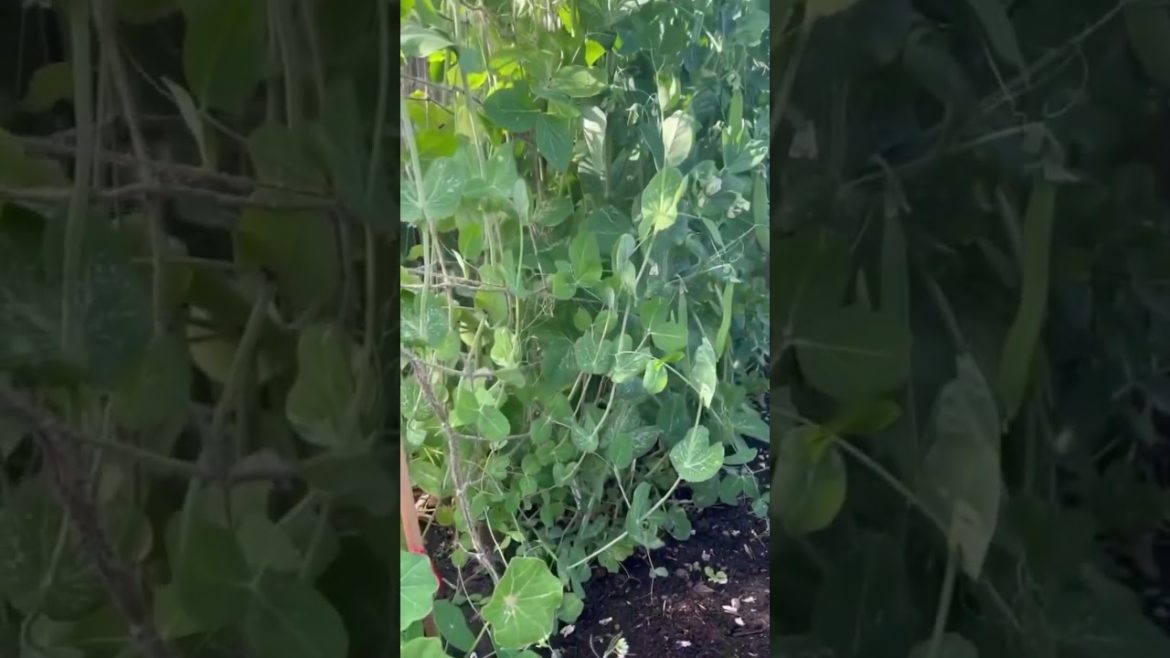 Homegrown purple pea wall before and after | Diary of a Yorkshire Gardener Homegrown purple pea wall before and after | Diary of a Yorkshire Gardener