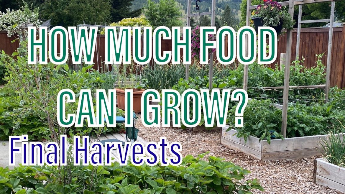 How Much Food Can I Grow? Final Harvests and Tallies!!