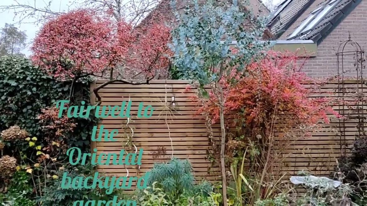 Fairwell to the Oriental backyard garden 2022, garden,gardening. Fairwell to the Oriental backyard garden 2022, garden,gardening.