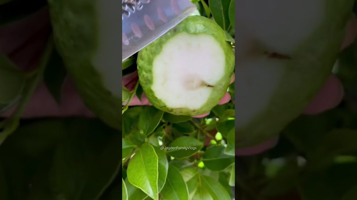 Have you try Ổi Ổi GUAVA?  😋🤤 #shorts #fruit #food #fruitcutting #satisfying #short #garden