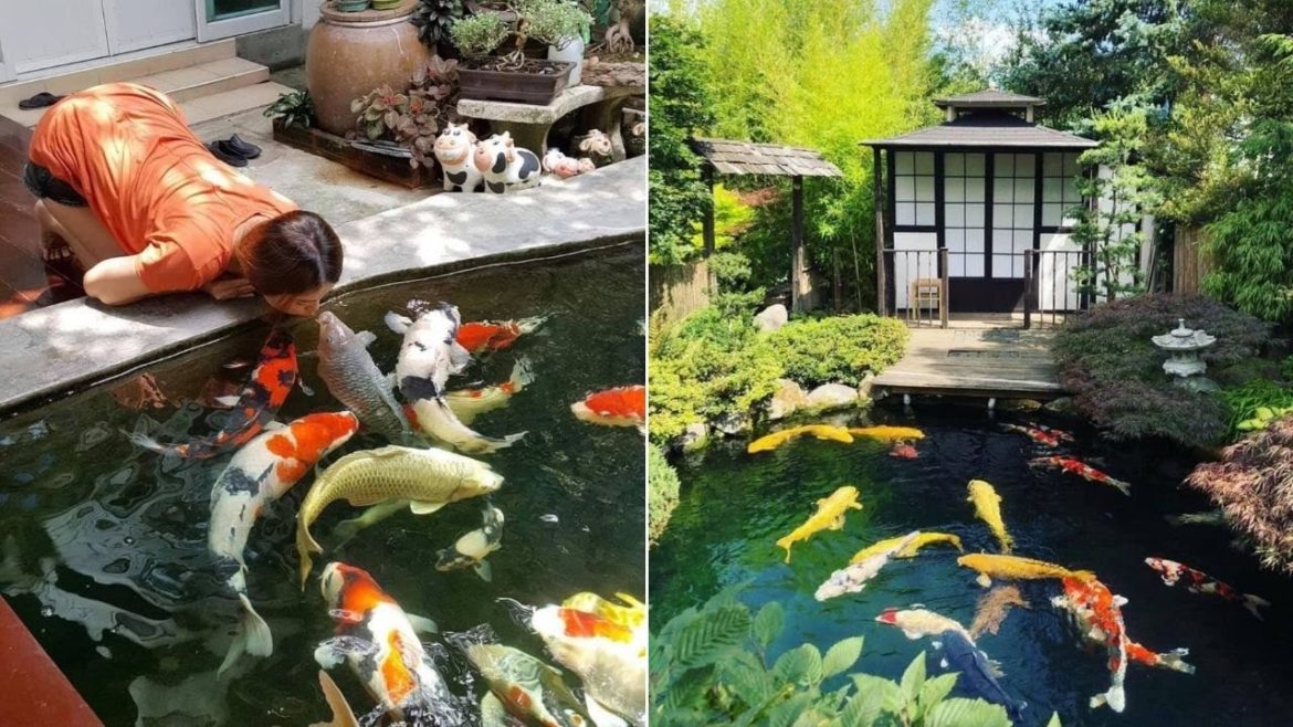 Beautiful Feeding Koi in Backyard Garden Koi Pond | Best Koi Fish Villa