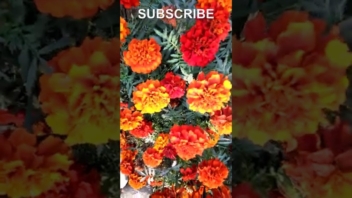 Amazing Backyard Garden #shorts #viral