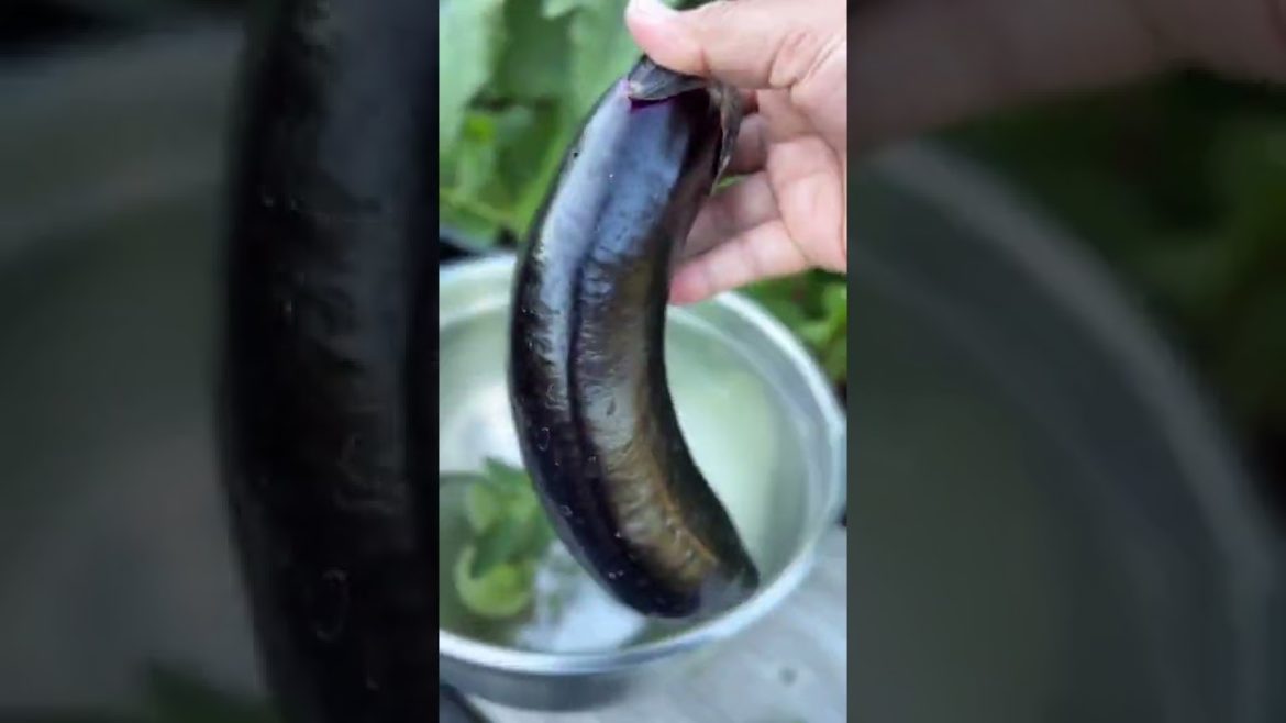 ORGANIC VEGETABLES TURNED INTO A HEALTHY MEAL #shorts #gardening #garden #organic