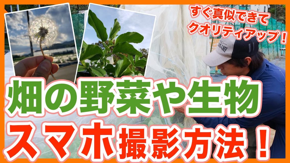 家庭菜園や農園栽培で野菜や昆虫の写真が一瞬でクオリティアップ！自然光を活かした簡単スマホ撮影方法！【農園ライフ】/Tips for shooting fields with a smartphone.