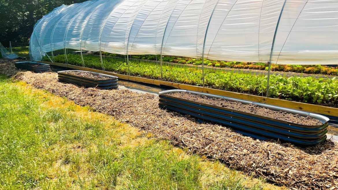 Setting Up Birdies Raised Beds (feat. Epic Gardening) Setting Up Birdies Raised Beds (feat. Epic Gardening)