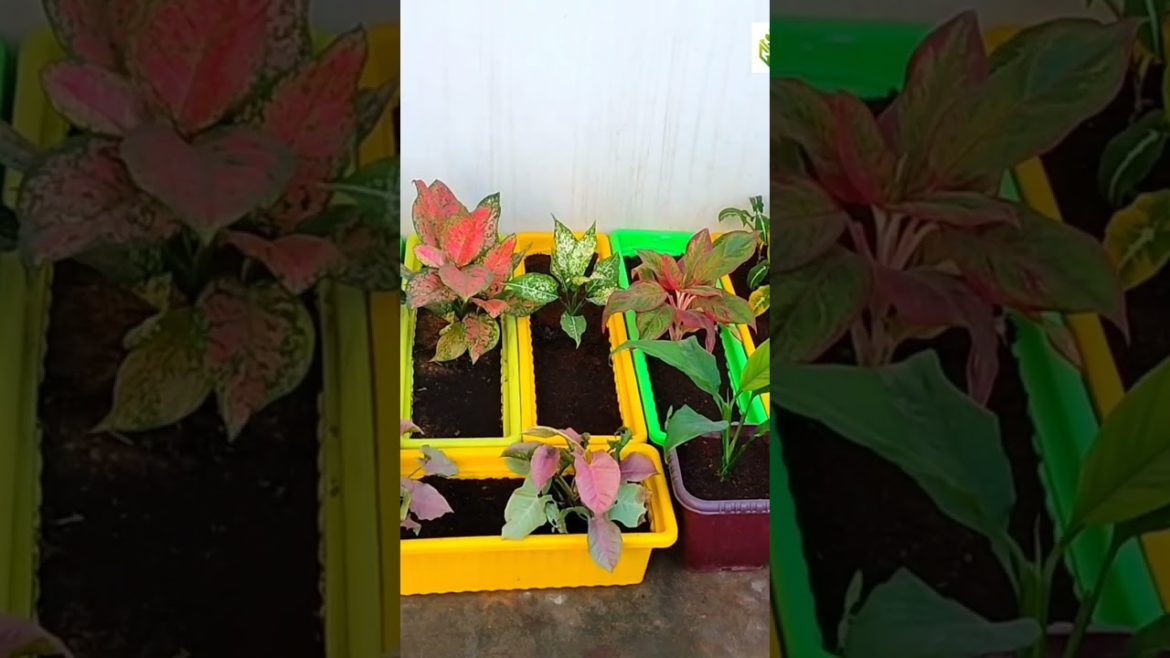 plants care #shorts #ytshorts #viral #homegarden #garden