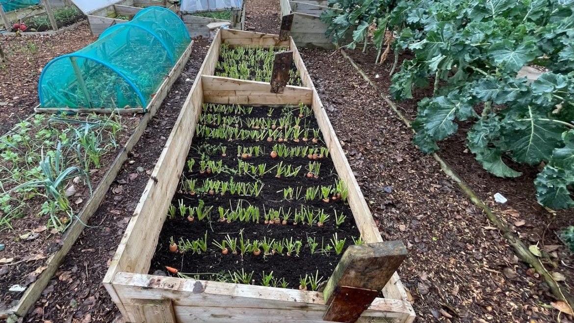 Top tips for fabulous winter carrots