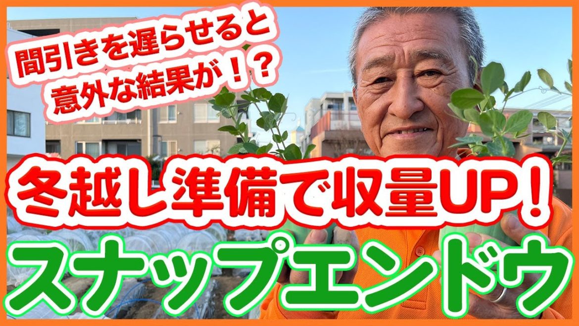 家庭菜園や農園のスナップエンドウ栽培は冬越し準備で収量アップ!間引きを遅らせると効果あり!?/Tips for increasing the yield of peas over the winter 家庭菜園や農園のスナップエンドウ栽培は冬越し準備で収量アップ!間引きを遅らせると効果あり!?/Tips for increasing the yield of peas over the winter