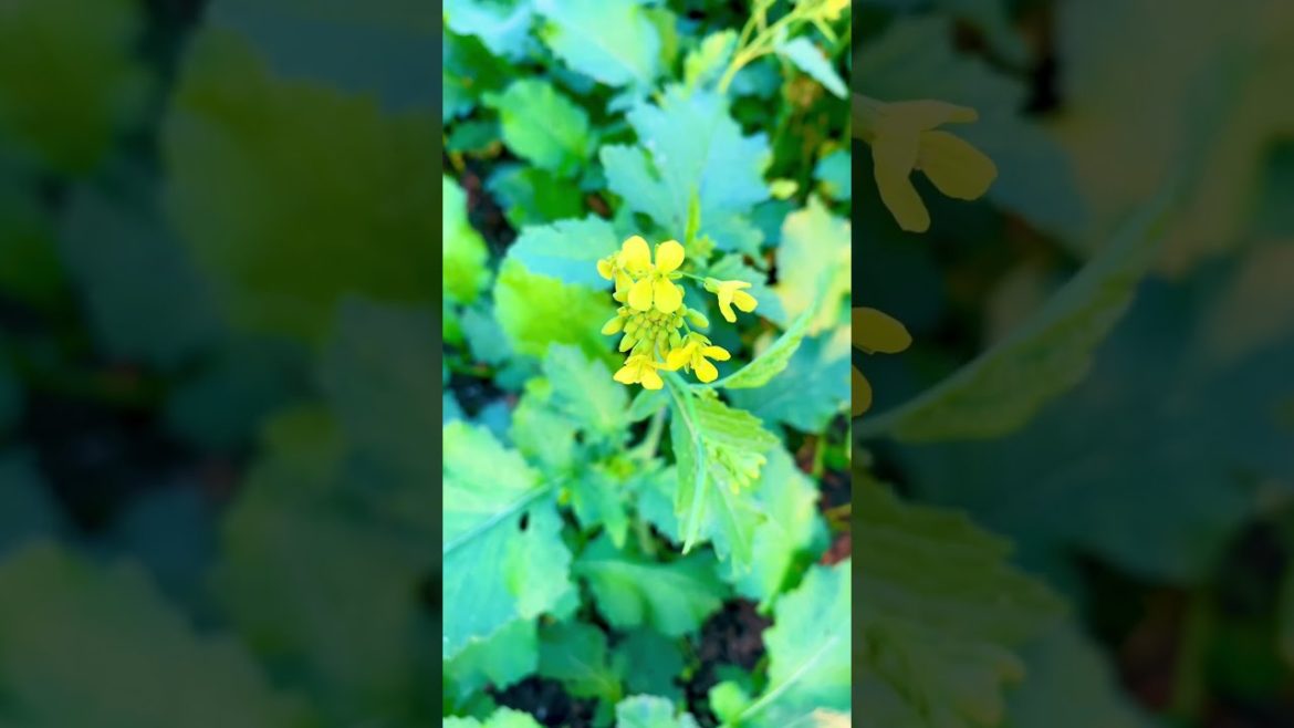 Mustard Flower Garden | সরিষা ফুল | Mustard Farming and Harvesting #mustard #flowers #ফুল #shorts