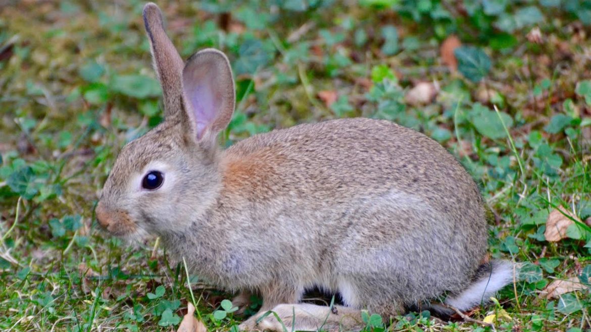 Controlling Rabbits in your Garden Landscape | Prairie Yard & Garden
