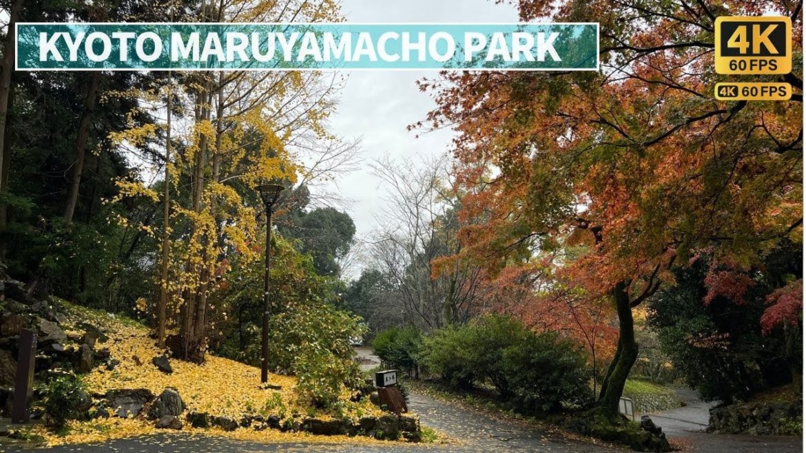 [4K] Beautiful autumn leaves at Maruyamacho park Kyoto / Japan's prettiest park