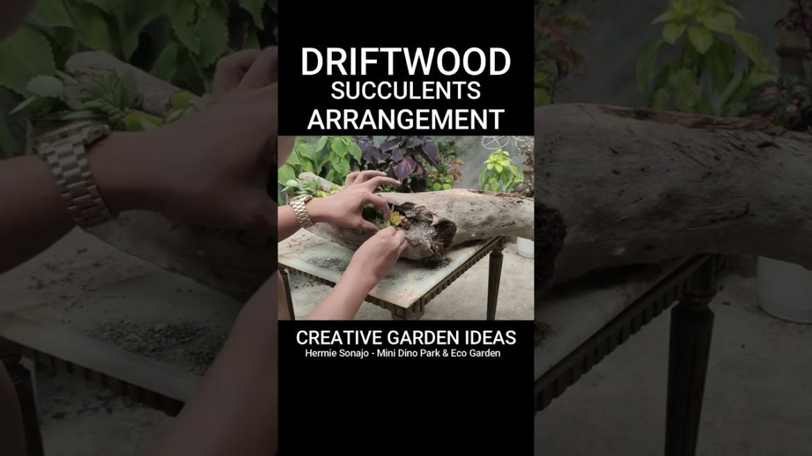 Creative Garden Ideas #shorts 101 - Succulents in Driftwood
