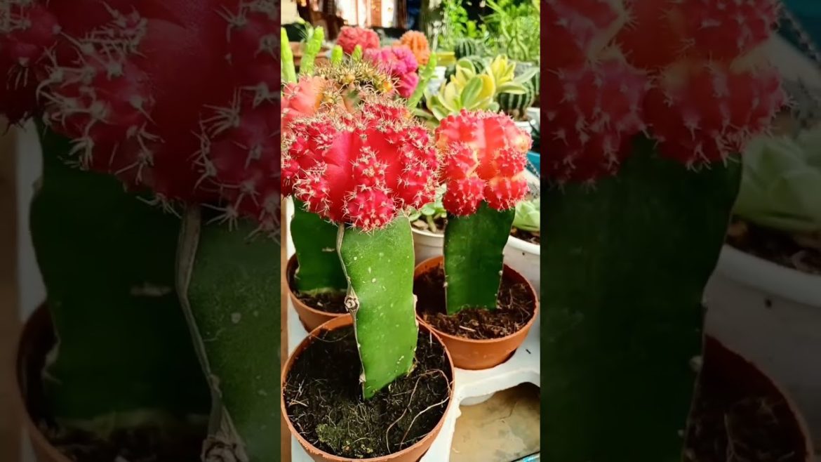 moon cactus in nursery #shorts