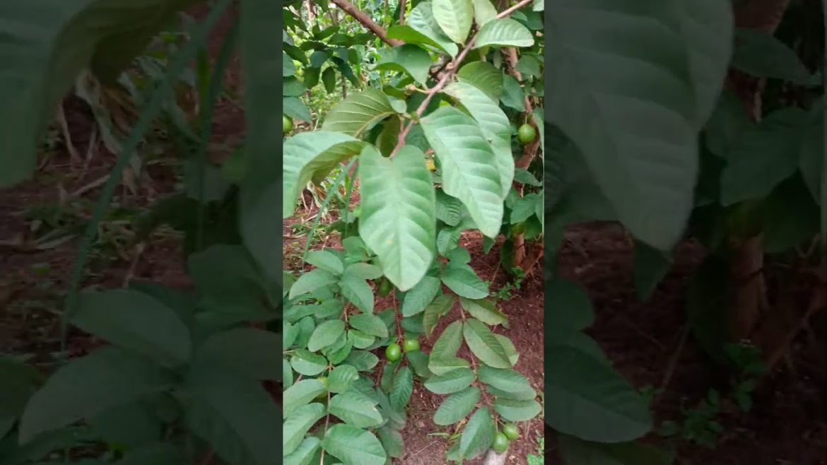 Direct from my farm just to bless your day. So relaxing and suiting. I WISH YOU FRUITFULNESS 🥰💯