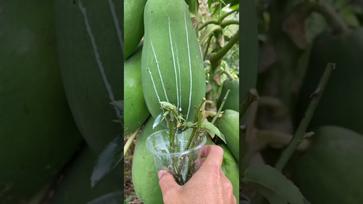 Tips for growing roses at home #shorts