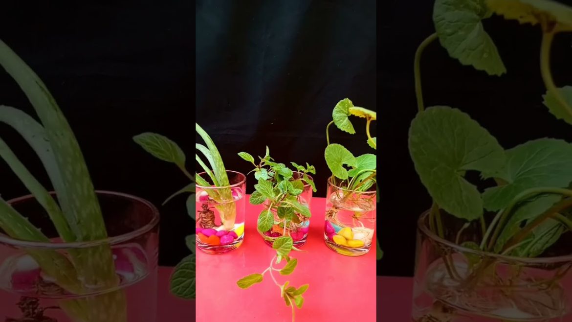I grow herbs in water #shorts