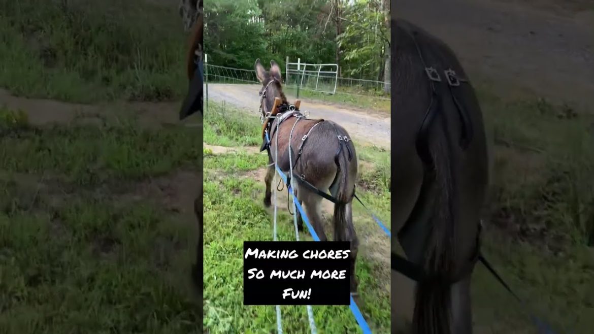 The Gardens Donkeys help Build: Working Donkeys  #donkey #burro