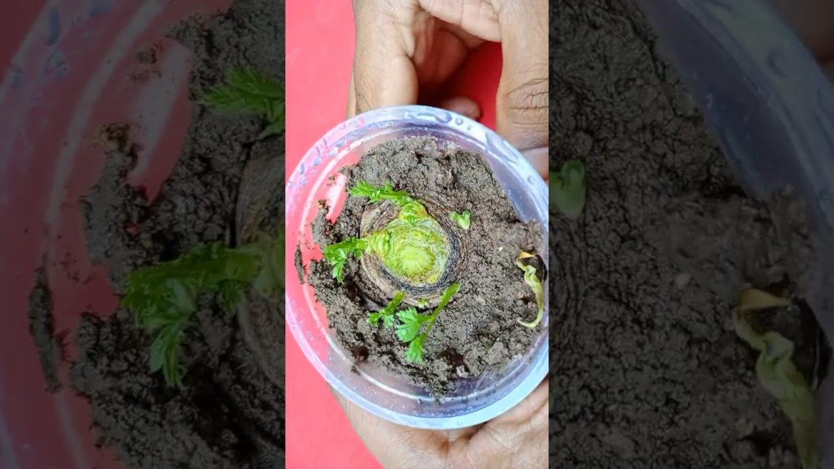 I grow carrot from cutting #shorts