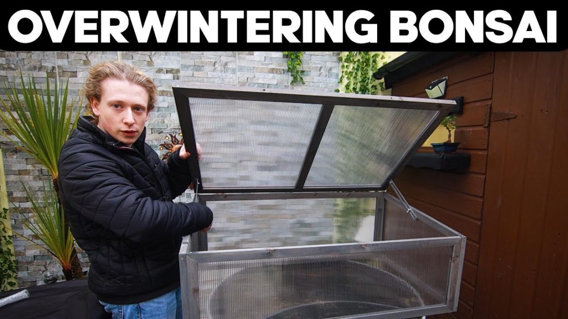 Overwintering Bonsai: Preparing Your Trees for Winter Overwintering Bonsai: Preparing Your Trees for Winter