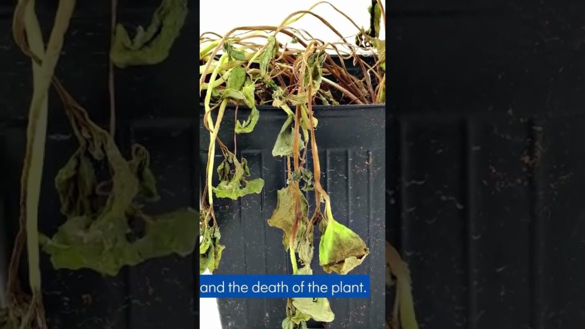 How to take care of your plants in an air-conditioned environment? #shorts #gardening #plants