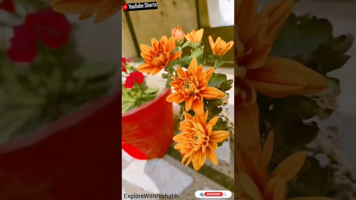 Beautiful Flowers π #viral #viralvideo #shorts #flowers #ytshorts #nature #youtubeshorts πΌπΌβ€β€ Beautiful Flowers π #viral #viralvideo #shorts #flowers #ytshorts #nature #youtubeshorts πΌπΌβ€β€