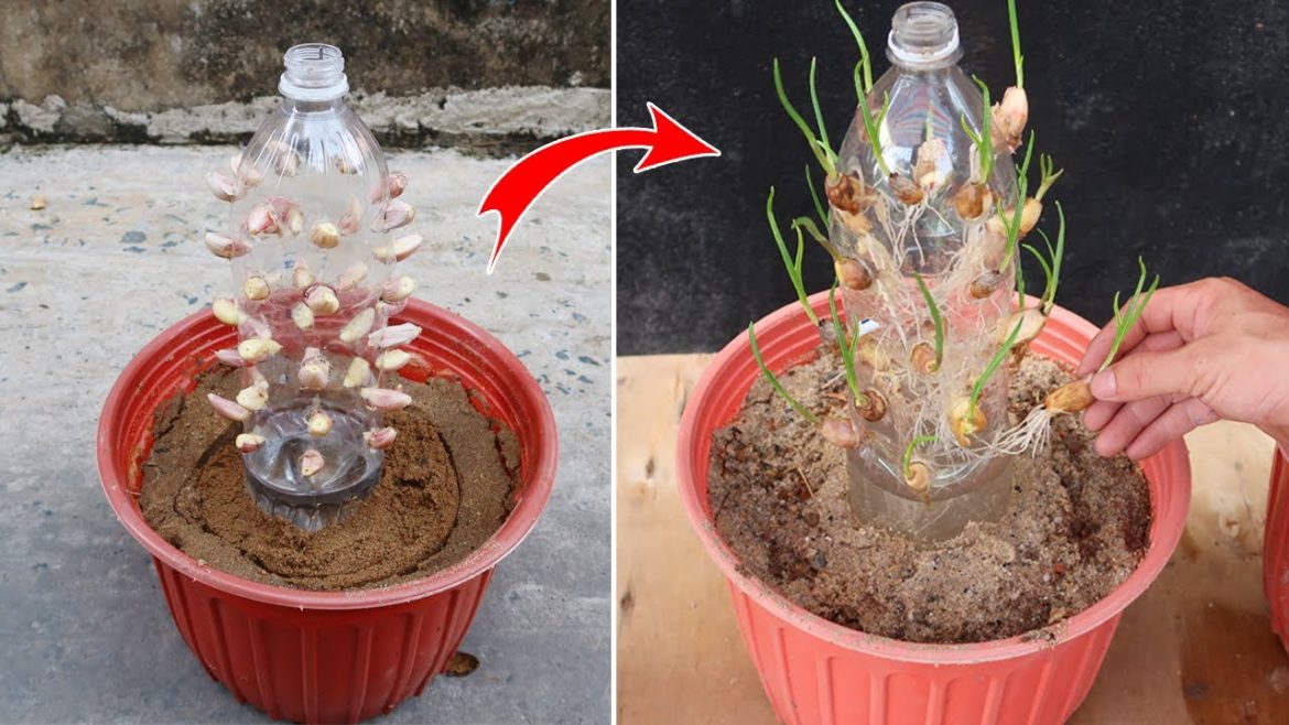 Amazing idea for growing Garlic | How to grow Garlic in plastic bottles Amazing idea for growing Garlic | How to grow Garlic in plastic bottles