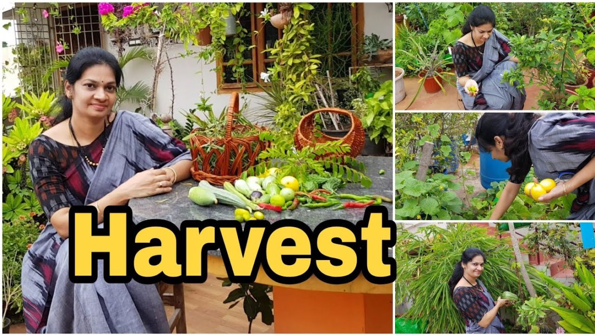 Terrace Garden Harvest / grow your food /ఇవాళ కోసిన కూరగాయలు #vegetable gardening #madgardener Terrace Garden Harvest / grow your food /ఇవాళ కోసిన కూరగాయలు #vegetable gardening #madgardener