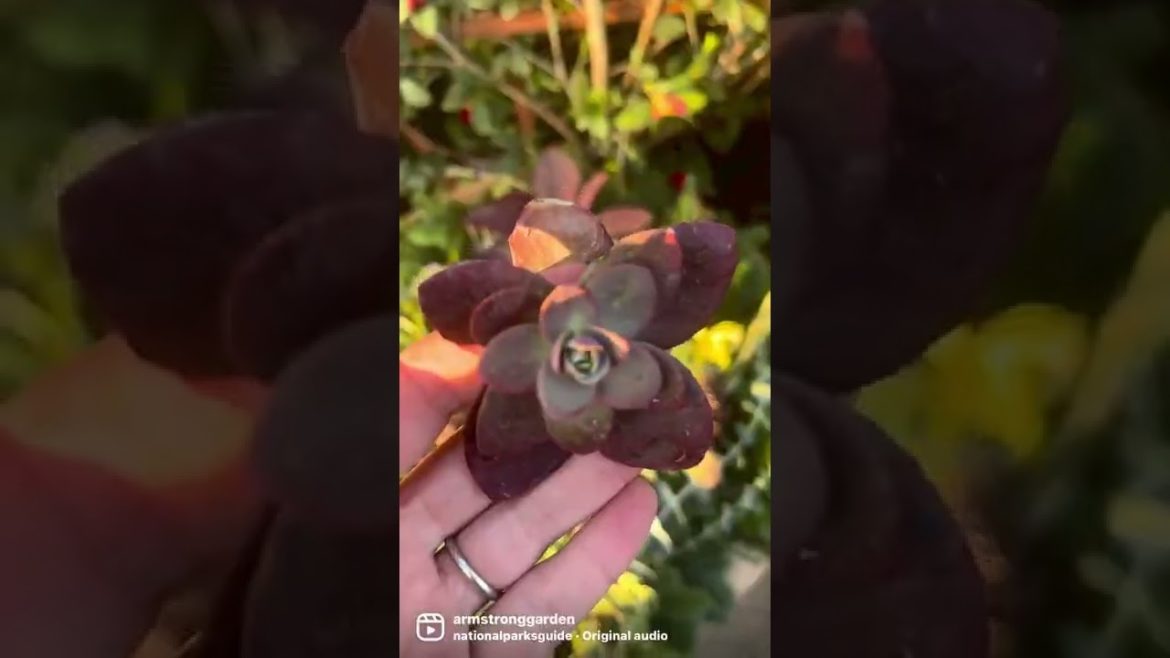 Forage For Your Wreath… Take a Walk Through Your Backyard Garden Forage For Your Wreath... Take a Walk Through Your Backyard Garden