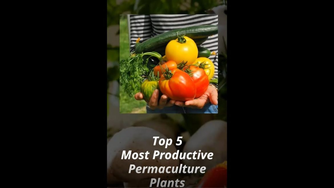 Garden Tips: 5 Most Productive Plants