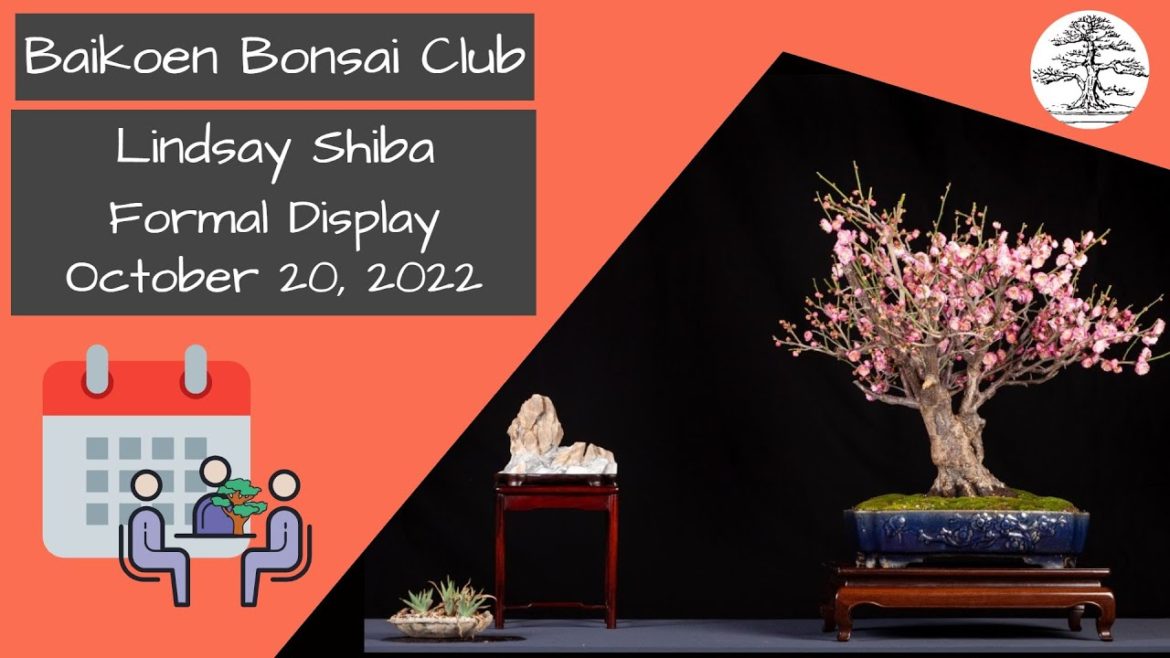 Lindsay Shiba – Formal Bonsai Display – October 2022 – Club Meeting – Baikoen Bonsai Club Lindsay Shiba - Formal Bonsai Display - October 2022 - Club Meeting - Baikoen Bonsai Club
