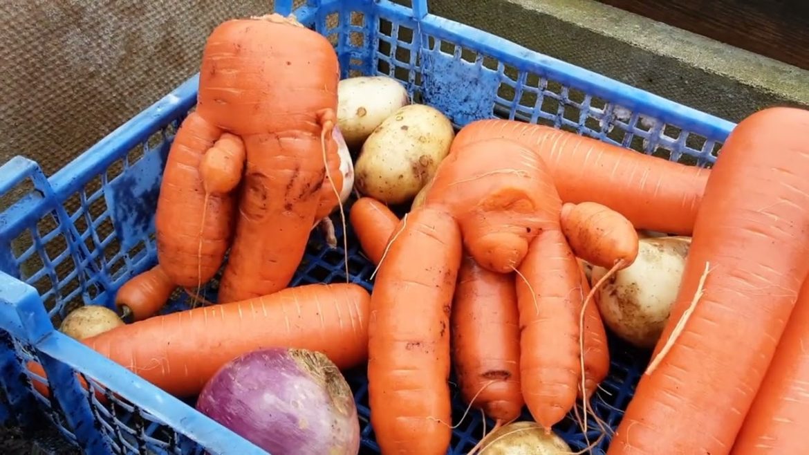 Jobs For December On Our Allotment Vegetable Gardens 🌻 Winter Vegetable Harvest 🌻 Potato & Carrots