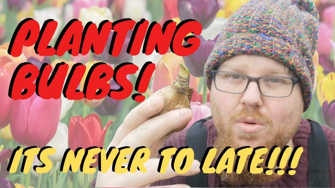 Planting bulbs - when to plant bulbs - Gardening ideas - vegetable gardening - tulips & daffodil