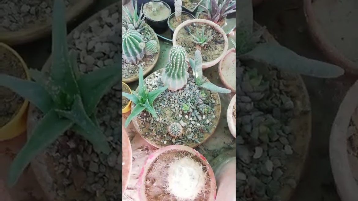 My Small Beautiful Home Garden Raining In My Backyard #shorts #garden