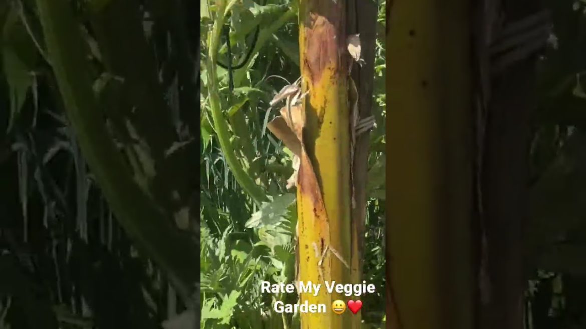 Rate My Veggie Garden                   #tomatoes #globe artichoke #spinach #corn #cucumber