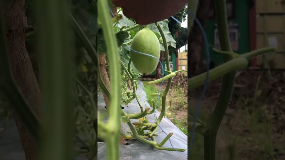 Happy gardening - Melon golden 35 days