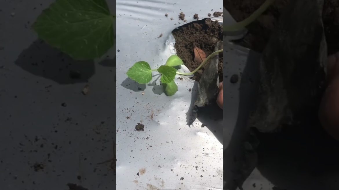 Melon gardening. #plants #planting