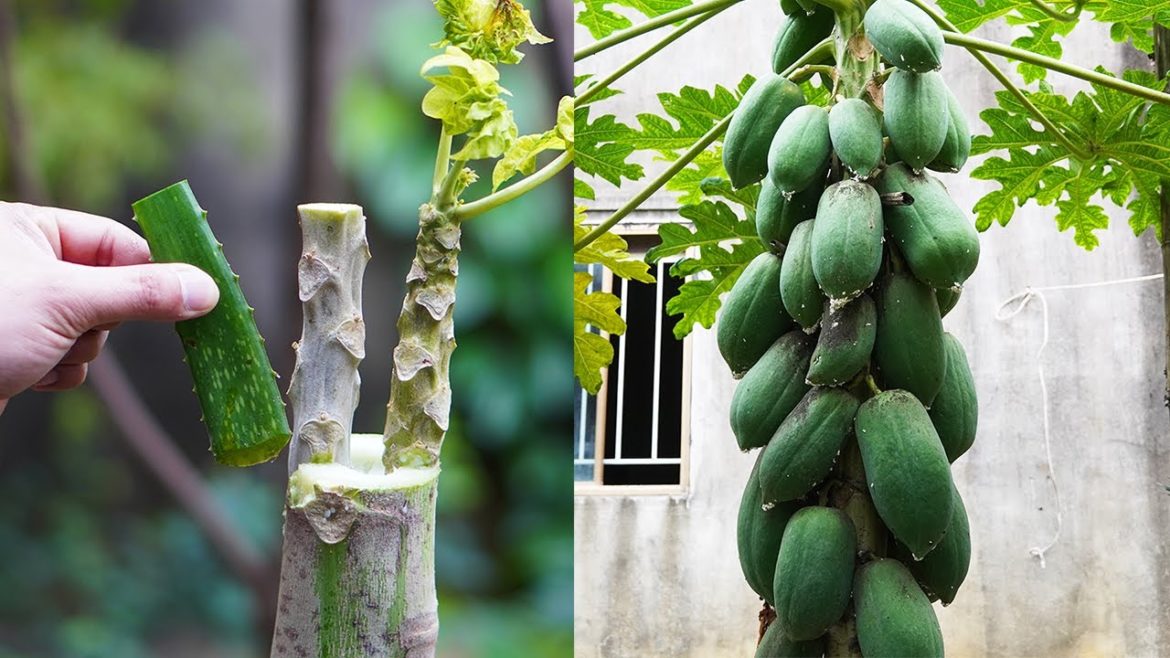 Simple Tips For Grafting Papaya Branches 100% Success For New Gardeners