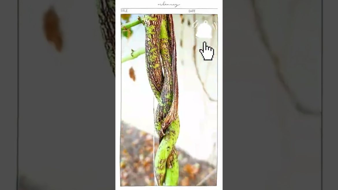 #shorts#South America (Medagascar)Butter Bean plant#Garden Vegetable Tips & Lima Bean