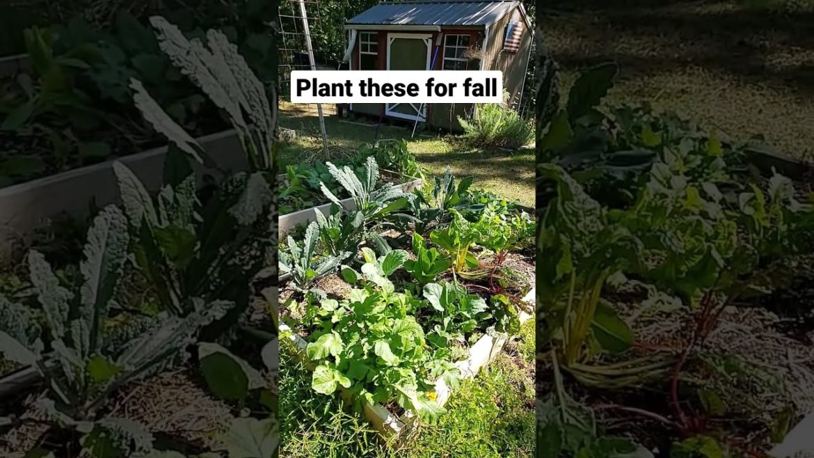 My favorite fall crops in my backyard garden