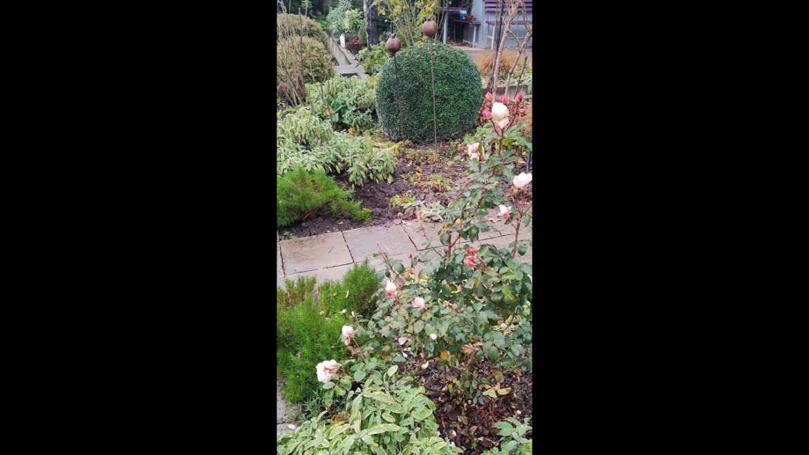 Мой сад в г. Пятигорск 02.12.2022. Это 6 зона и снега ещё нет.