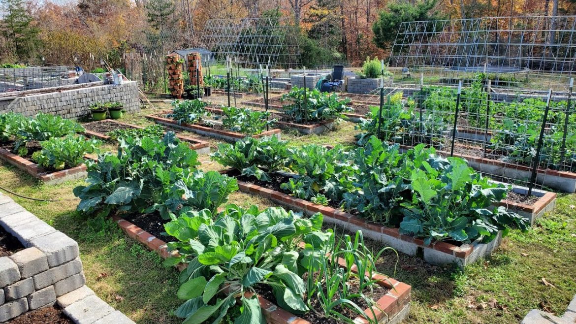 How our home garden has changed over 9 years, Terraced Raised Beds, Zone 7a | SDA Country Living How our home garden has changed over 9 years, Terraced Raised Beds, Zone 7a | SDA Country Living