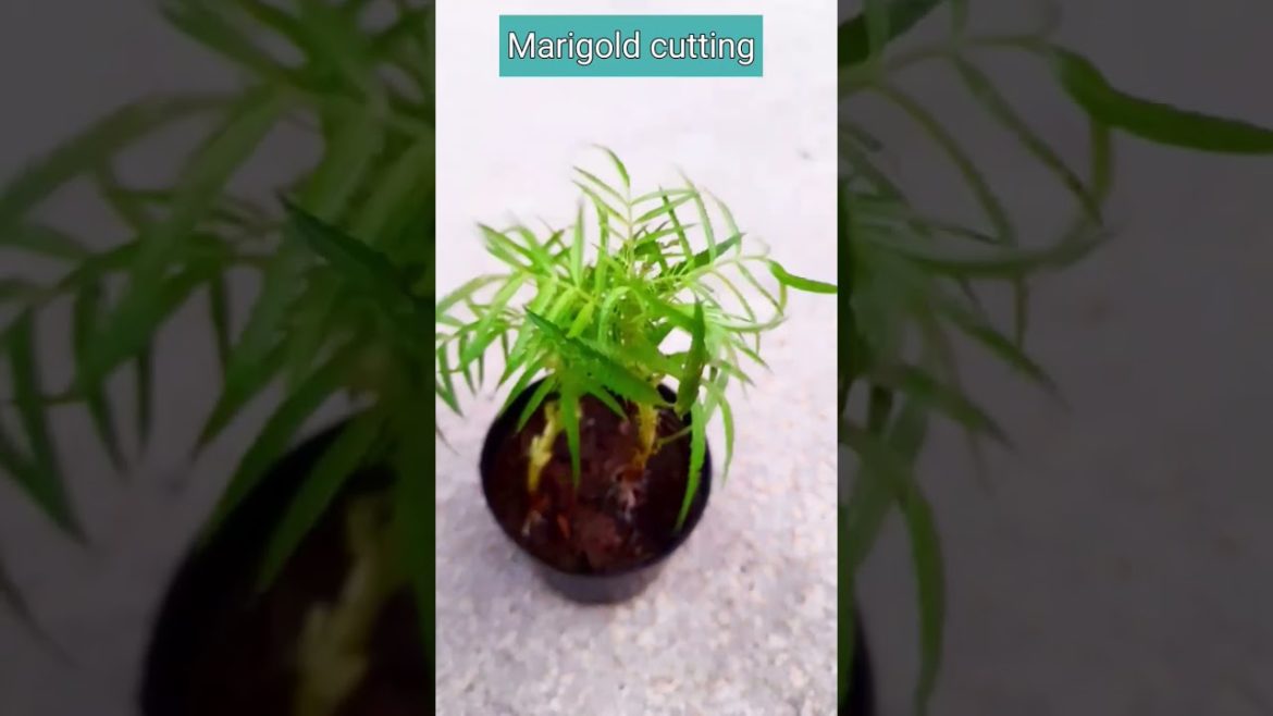 How to grow Marigold from cuttings #gardening #terracegarden #gardeningtips